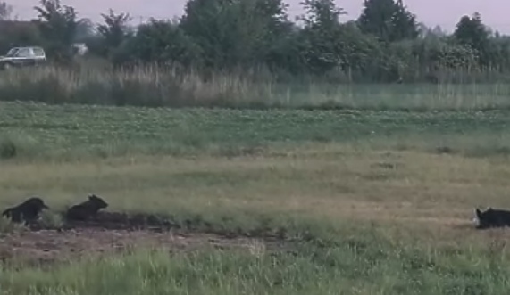 Jeden dziki pies odłowiony, wkrótce kolejne próby Jeden dziki pies odłowiony, wkrótce kolejne próby