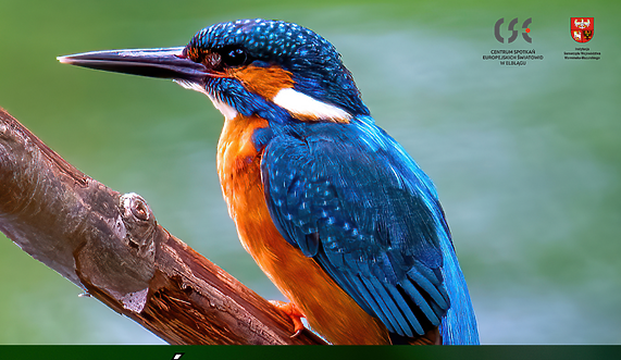 „Ptasi Świat - portrety natury” - wystawa Piotra Leibnera w CSE Światowid „Ptasi Świat - portrety natury” - wystawa Piotra Leibnera w CSE Światowid