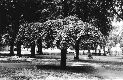 Drzewo w parku Traugutta