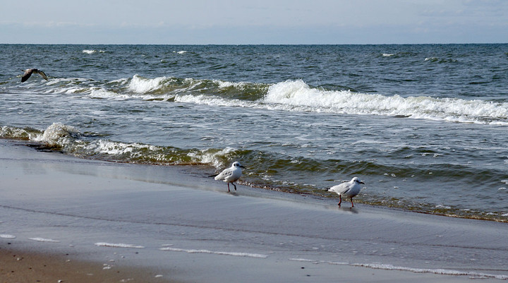 spacer brzegiem morza służy zdrowiu