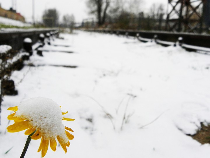 Kwiat zimy (Grudzień 2010)