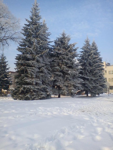 Zimowe drzewka