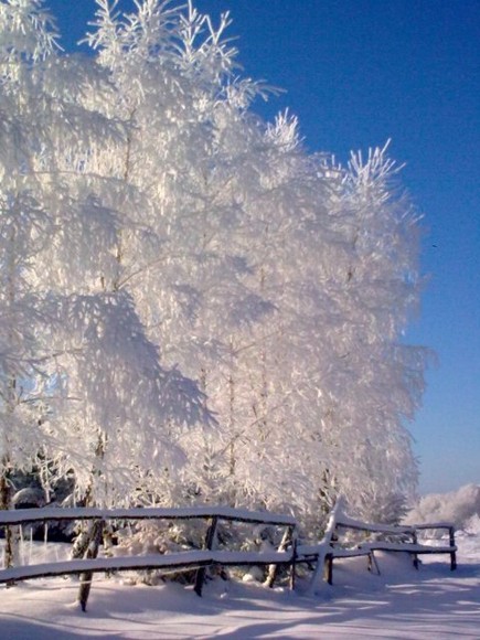 Zima w Dąbrowie