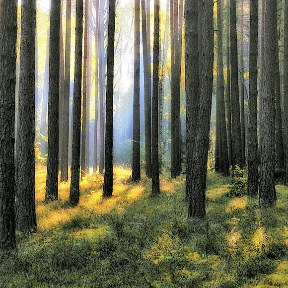 Poranek w lesie. (Wrzesień 2011)