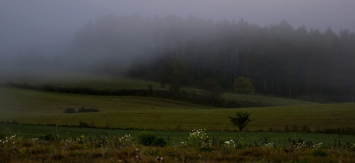Gdy mgła nadchodzi okolice Ogrodnik.