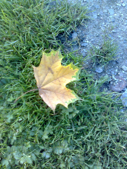 Jesienny liść.
