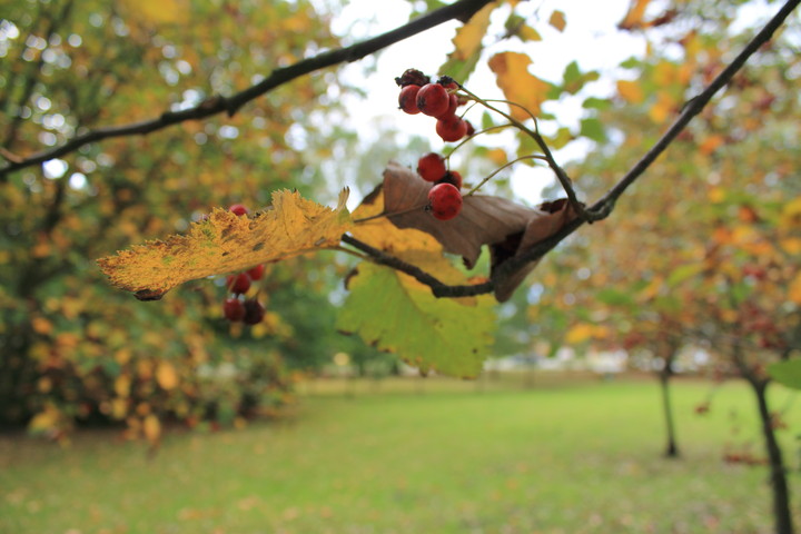 Jesień w parku Modrzewia