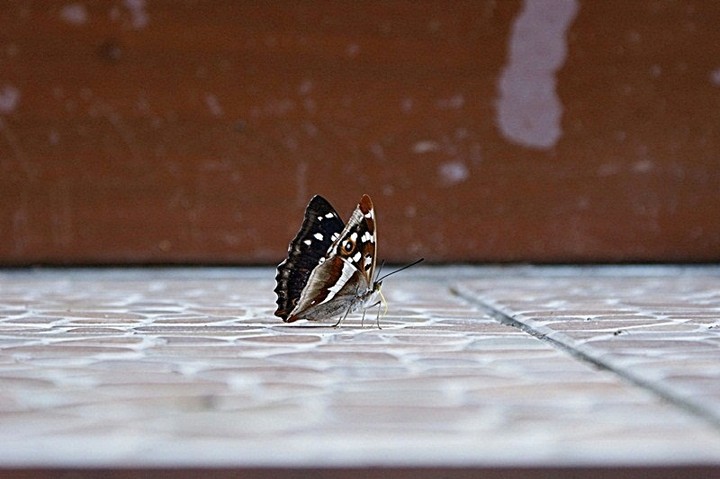 Motyl.