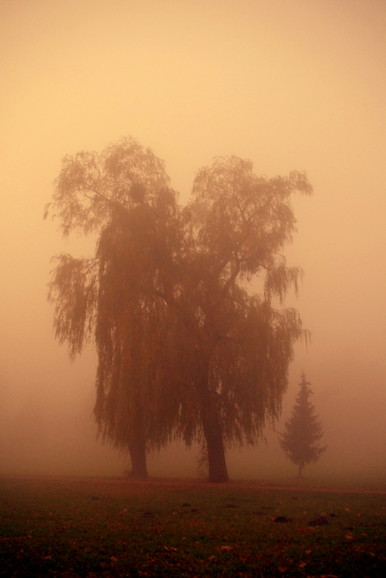 Park otulony mgłą