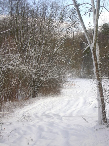 Park leśny Bażantarnia - pierwszy śnieg.