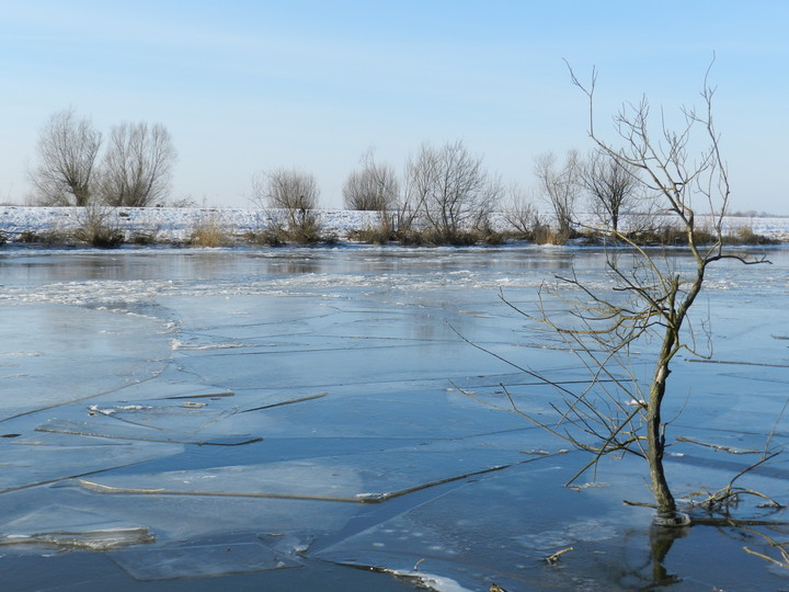 kry na rzece Elbląg (Luty 2012)