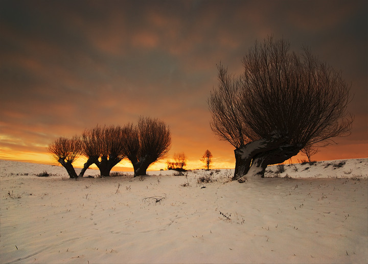 Wierzby w płomieniach.

Zimowy poranek na jednej z łąk w Kalwie k. Malborka. (Luty 2012)