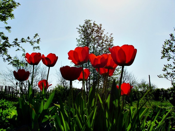 Tulipany (Maj 2012)