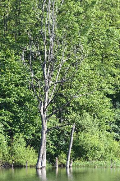 drzewo (Czerwiec 2012)