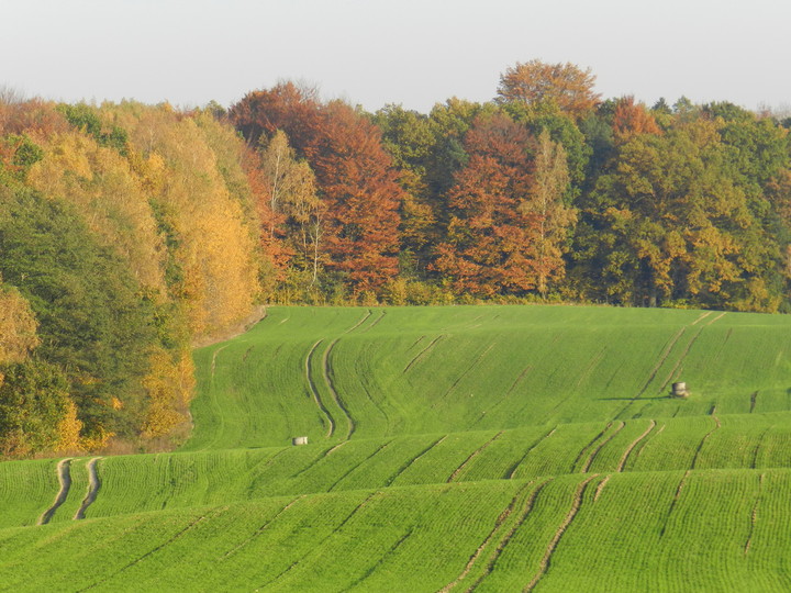 okolice Huty Żuławskiej (Październik 2012)