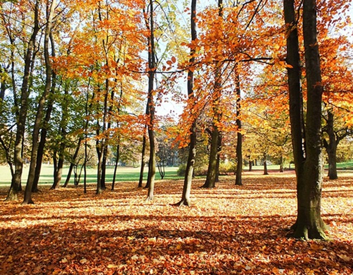 jesień w Parku Modrzewie