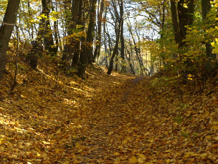 Jesienny spacer- Bażantarnia