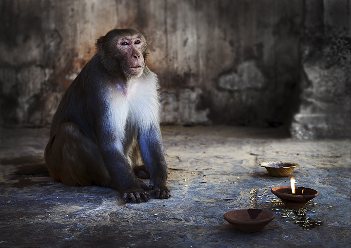 "Czas zadumy"     Zdjęcie pozakonkursowe
Zwierzęta też w tym okresie przeżywają chwile zadumy.
Indie na pograniczach miasta Jaipur (Listopad 2012)
