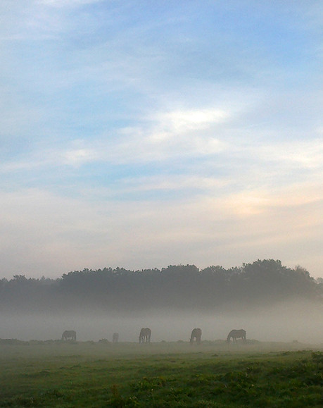 mgła nad pastwiskami