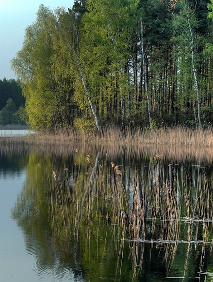 Jezioro Czarne (Bory Tucholskie). (Lipiec 2013)