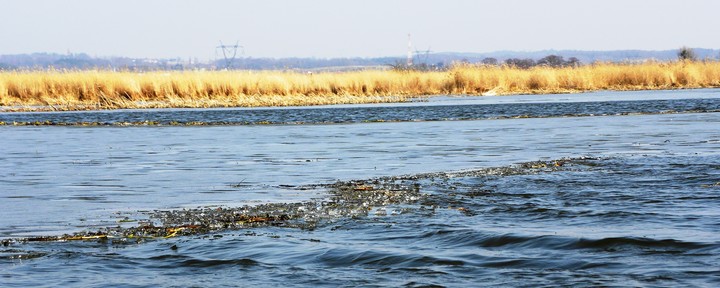 Jezioro Druzno (Marzec 2014)