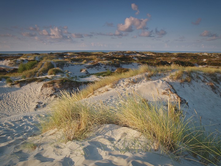 Bałtyckie wydmy (Lipiec 2014)