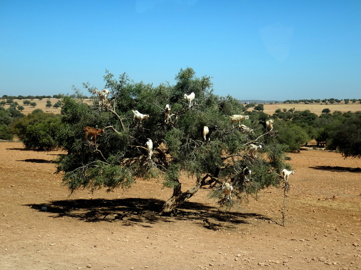 Przywiązane kozy na drzewie arganowym - Maroko