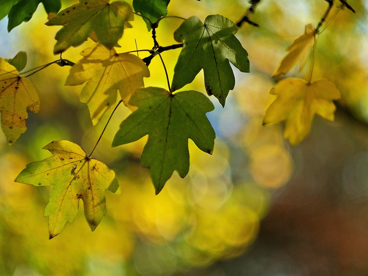 Kolory jesieni - (Elbląska złota jesień)