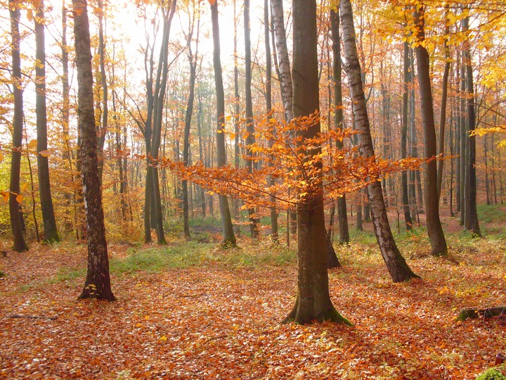 Jesienny las.