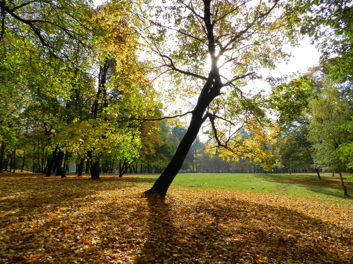 Park Modrzewie (Listopad 2014)