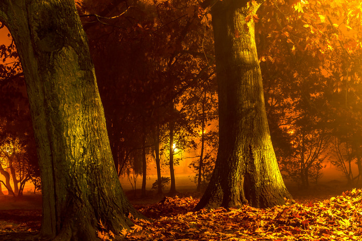 Noc w Parku Kajki. Elbląska złota jesień. (Listopad 2014)