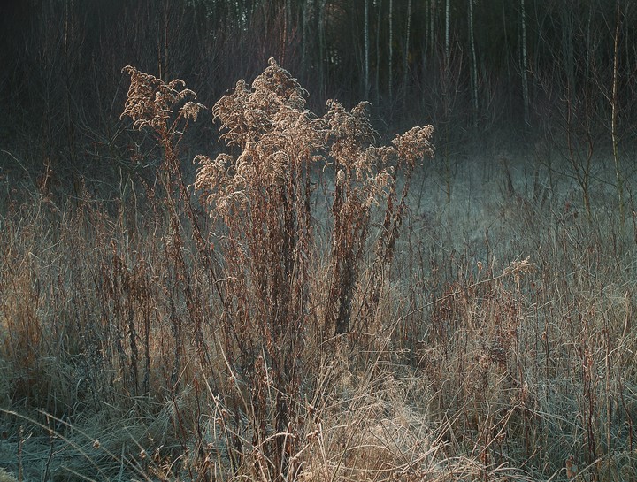 "Na skraju lasu" (Zajączkowo 2014)