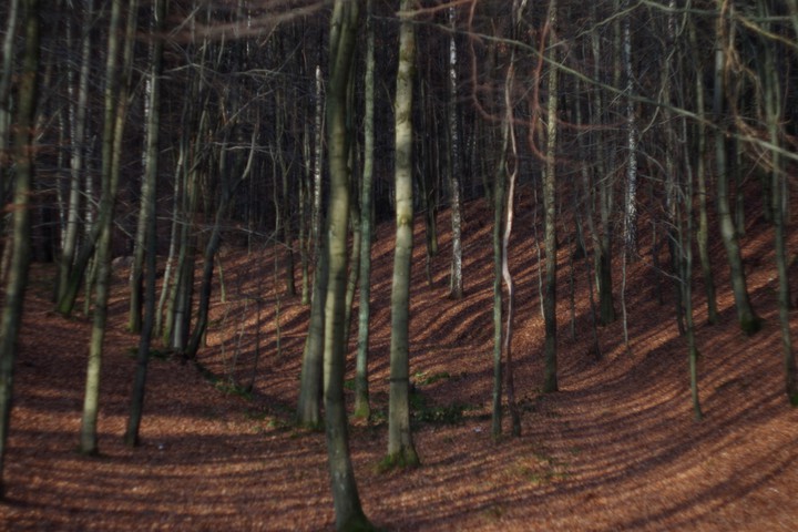 Tajemniczy las (Grudzień 2014)
