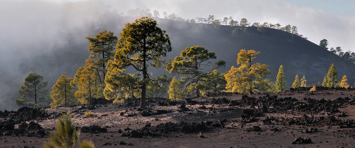 WULKANICZNY LAS - Na jałowej wulkanicznej glebie zaczyna powracać życie :) (Lipiec 2015)