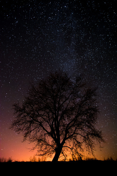 Kosmiczne drzewo