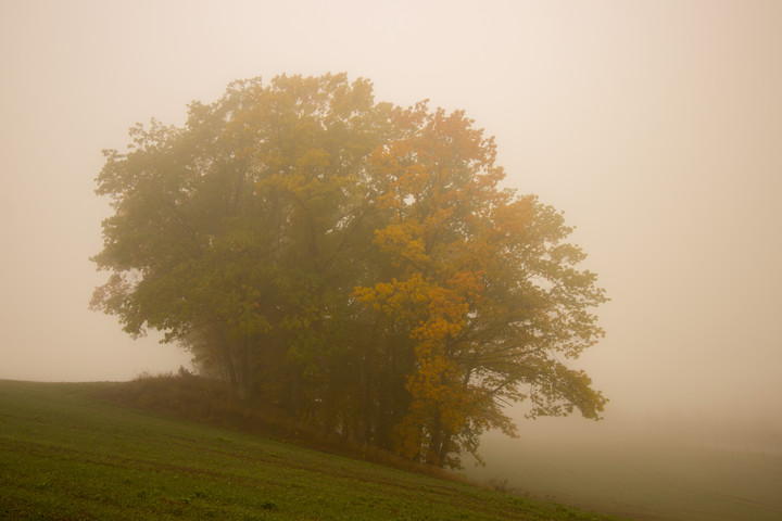 Zanim opadnie mgła (Listopad 2015)