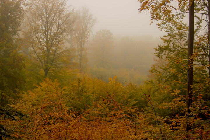 Jesienne mgły (Listopad 2015)