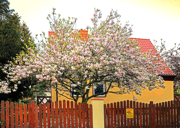 Majowe magnolie.