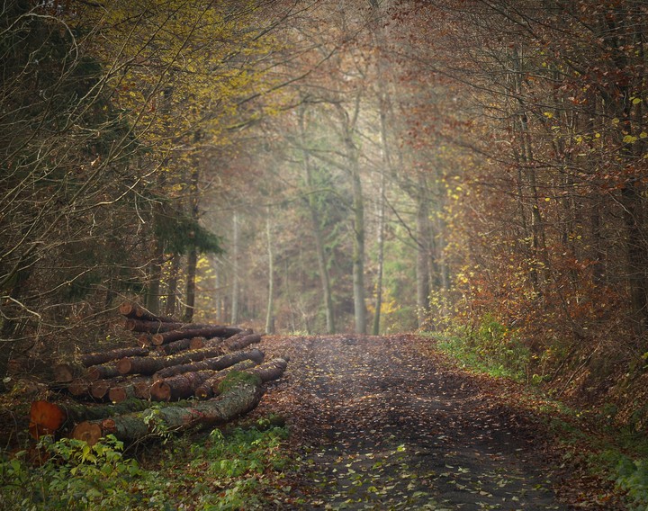 "Jesień w lesie" (Listopad 2016)
