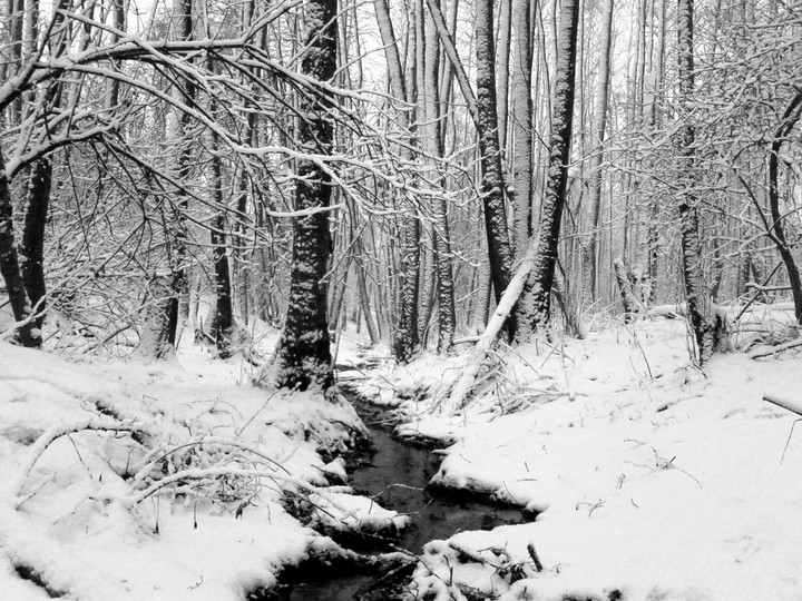 Las w zimowej odsłonie