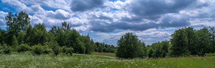 Panorama łąki (Czerwiec 2017)