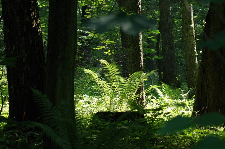 W leśnym gąszczu (Maj 2018)