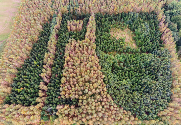 Herb Elbląga i logo Lasów Państwowych