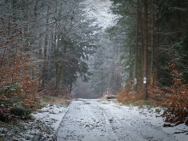 "Las w zimowym stroju" (Styczeń 2021)
