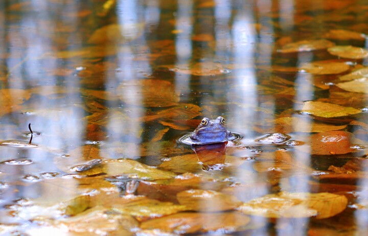 Sezon na niebieskie żaby