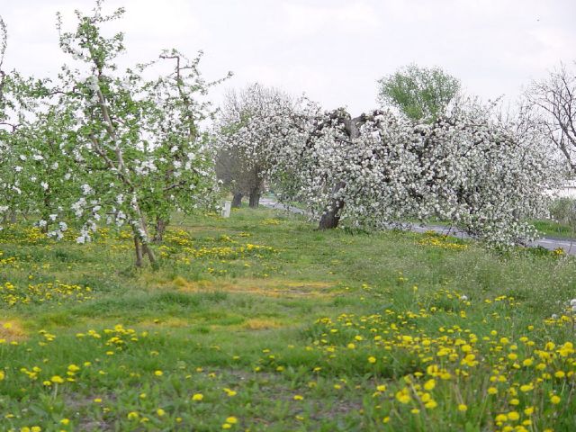 Wiosna na Bielanach