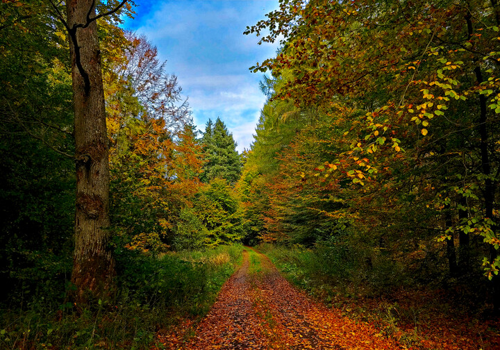 Leśna ścieżka (Październik 2022)