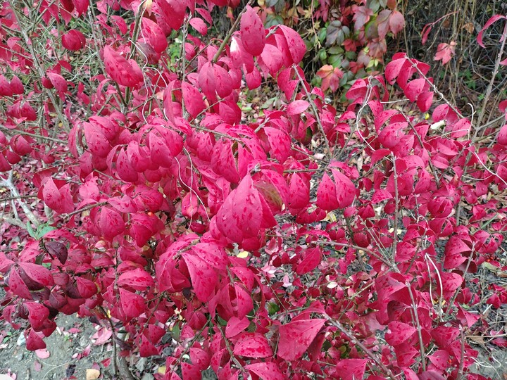 Czerwień jesienna (Październik 2022)