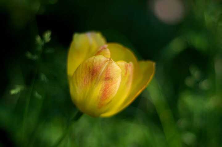 Tulipan (Czerwiec 2023)