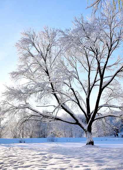 szept śnieżnych gałęzi